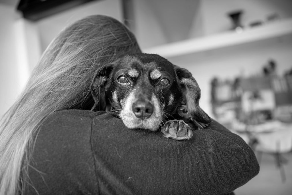 een hond thuis laten inslapen