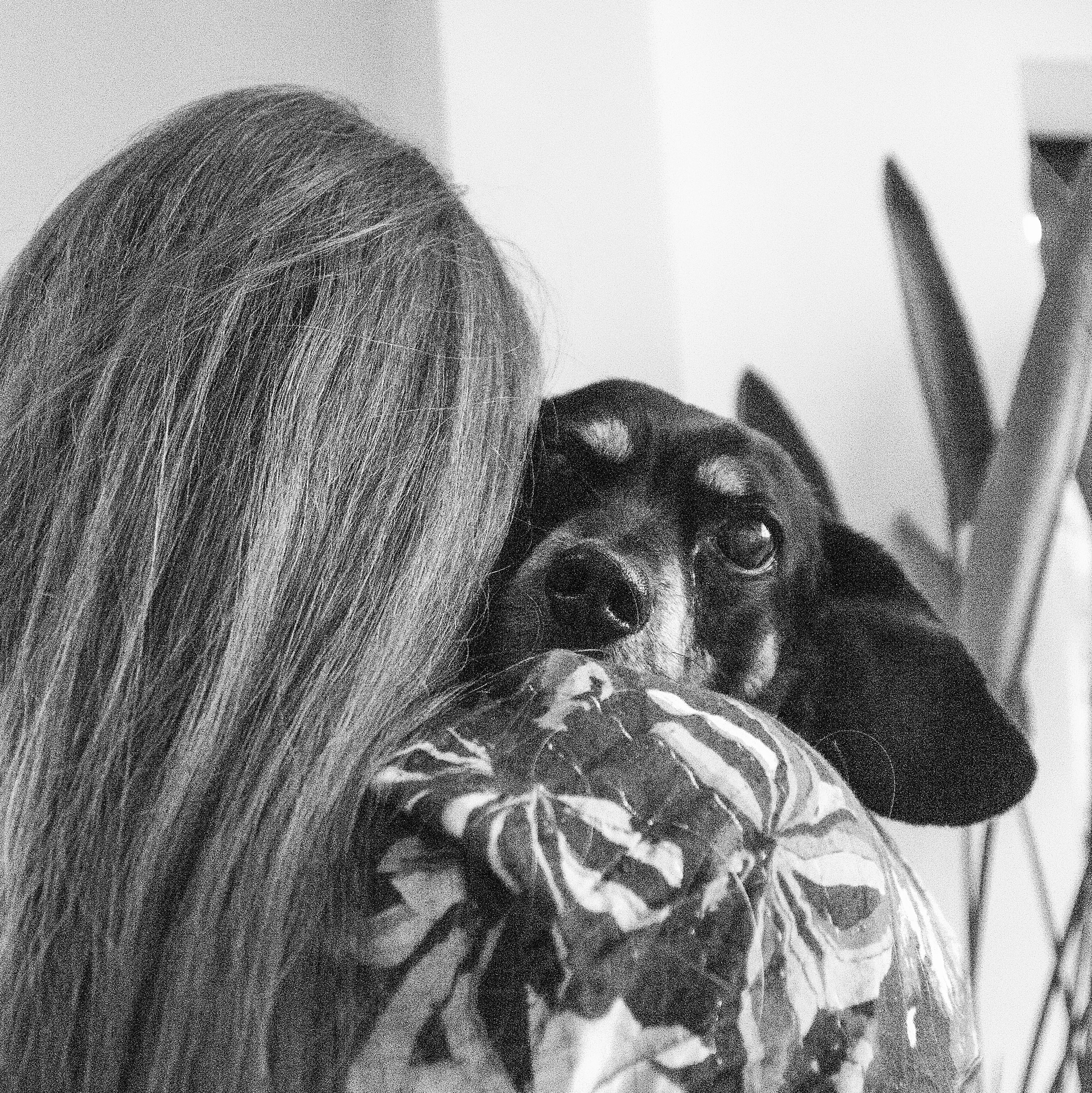 een hond met glaucoom in laten slapen