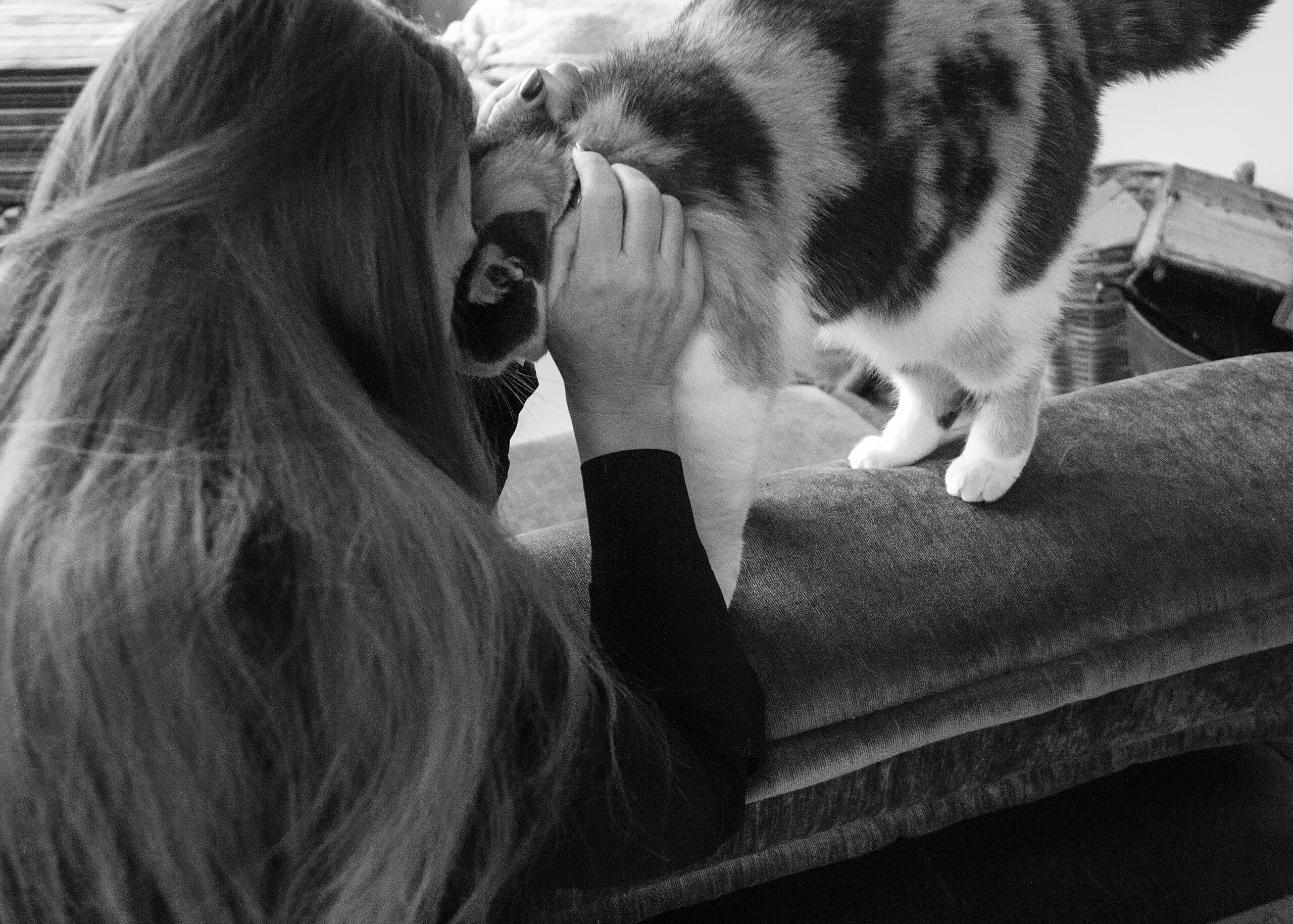 kat in te laten slapen
